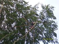Baumpflege Baum Rigging