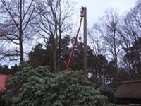 Baumfällung, Hellwege, Douglasie, Seilklettertechnik, Rigging Poller, Ablassseil, Motorsäge, Spanngurt, Hubarbeitsbühne, Hubsteiger